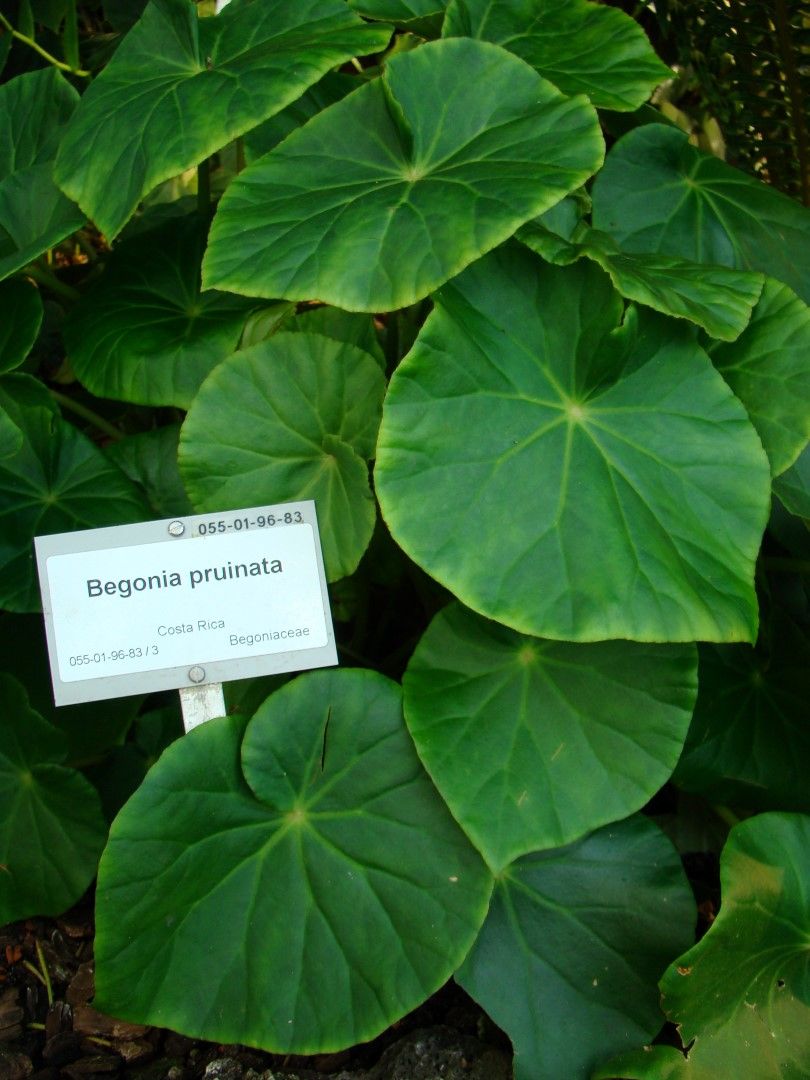 B. pruinata